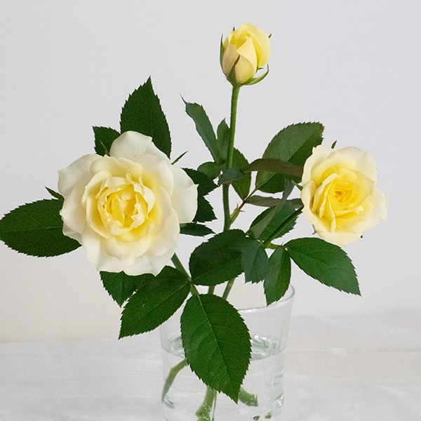 品種名COMING SOON